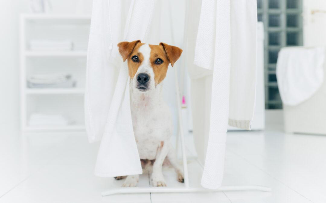 Pet Urine and Odour Removal for a Cleaner Home with Select Carpet Care