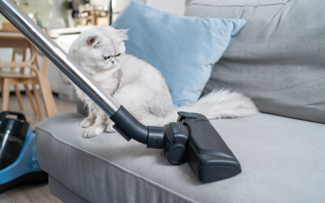 Pet Owners Rejoice: Select Carpet Care’s Specialized Cleaning Solutions For A Pet-Friendly Home