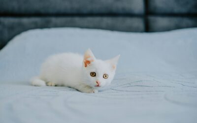 Why Choose Select Carpet Care’s Pet Odour Removal Solutions for Your Home