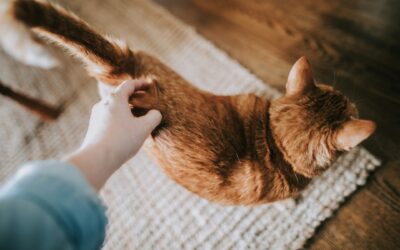 Unleash the Power of Our Pet Odour Removal Services for a Fresh and Clean Home in Edmonton