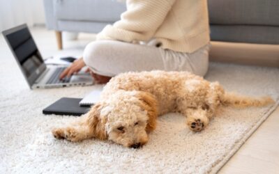 Achieving a Fresh and Inviting Space: The Ultimate Guide to Pet Odour Removal