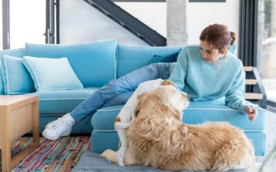 A Comprehensive Guide to Pet Odour Removal for Edmonton Homeowners and Businesses