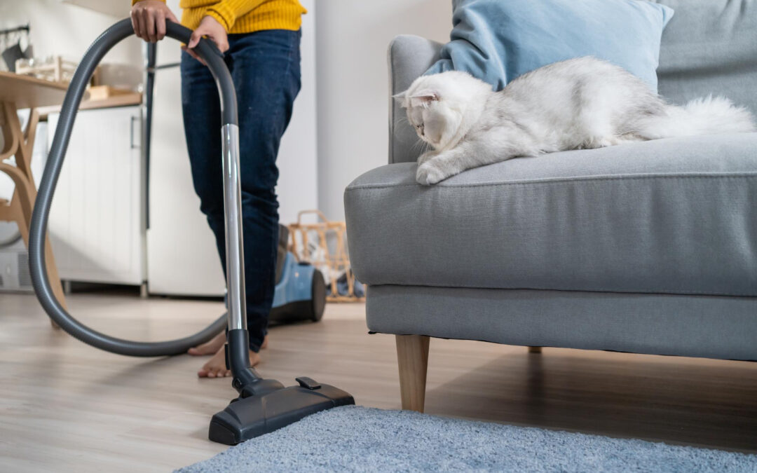How You Can Keep Pet Odours from Taking Over Your Home