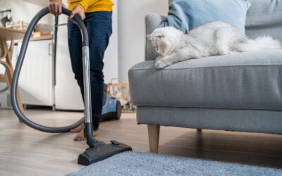 How You Can Keep Pet Odours from Taking Over Your Home