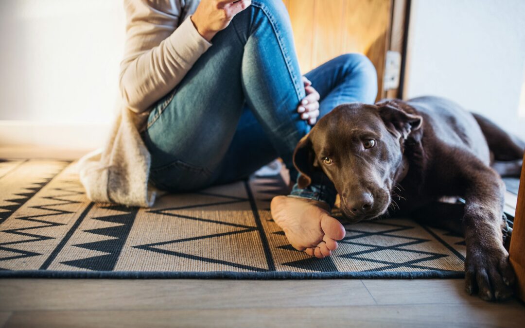 Removing Tough Pet Odours from Your Carpets and Rugs