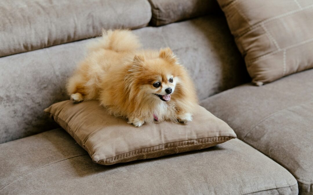 How to Effectively Eliminate Pet Odours from Upholstery